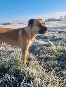 Wunderschöne Ridgeback- Mischlingshündin in 26935