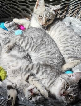 Kitten Katzenbabys - Rheinbach