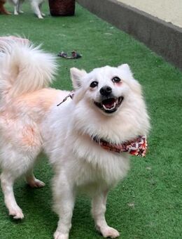 Amy SR Kleines Energiebündel - Neustadt (Rübenberge)