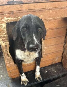 Tobi - Notfall - dringend - Alfdorf