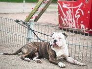 American Bulldog - Hamburg Harburg