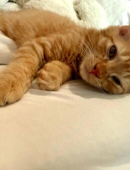 Kleiner roter Kater, Kitten - Aachen
