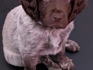 Kleine Münsterländer Welpen - Freren