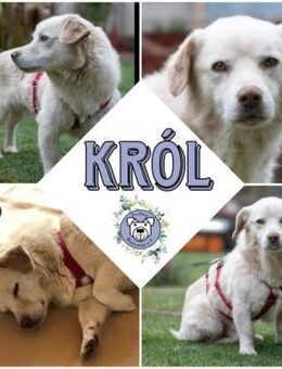 KRÓL * gemütlicher und gutmütiger Senior - Duisburg