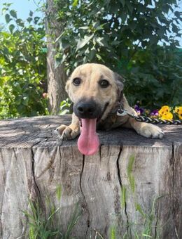 Egbert sucht sein Ticket ins Glück - Heinsberg