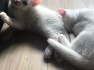 Wunderschöne weiße Türkisch Angora Mix Kitten - Abgabebereit! - Castrop-Rauxel