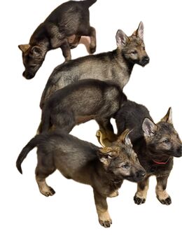 Außergewöhnliche Schäferhund-Welpen mit Wolfsgen abzugeben - Parkstetten