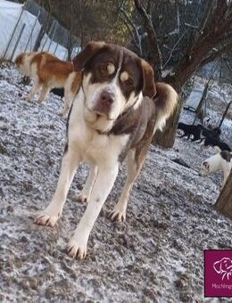 Knuffiger Amaretto sucht seinen Platz 🏠 - Spenge