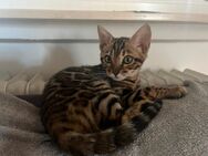 Tolle Bengalkitten, typvoll tricolor - Karlsruhe