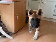 Amarican Akita Welpe 5 Monate - Steyerberg