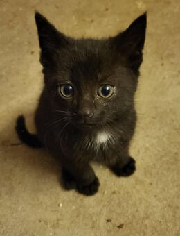Katzenmädchen suchen liebevolles zu Hause - Wirdum