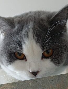BKH, Britisch Kurzhaar, Katze, Kater, Bicolor, Blue White, reinrassig - Wernigerode