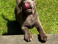 Abgabebereit - Wunderschöne reinrassige Labradorwelpen in tollen Farben - Kirchdorf (Niedersachsen)