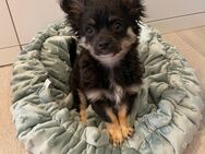 Chihuahua Welpe Rüde Schwarz Tricolor sucht absofort liebevolles Zuhause - Lanitz-Hassel-Tal