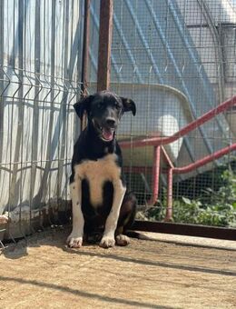 Süßer Rüde 594 sucht liebes Zuhause - Neuberg