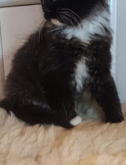Kitten Langhaar Mix aus Ragdoll/Hauskatze - Holzdorf