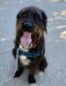 Leon - Neubrunn (Bayern)