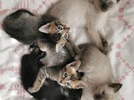 5 Mixed Kitten: Bengal-Siam + Thai Siam, aktuell 6 Wochen alt - Düsseldorf