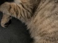 Kitten zum Verkauf - Bonn