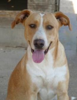 Pippo sucht genau Sie! - Neuss