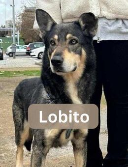 LOBITO, m., kastr., Mischling, ca. 62 cm - Sipplingen