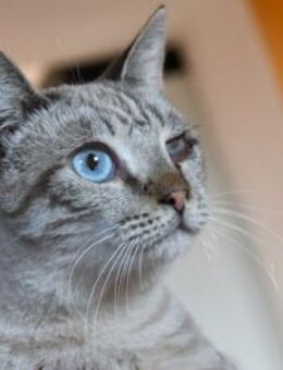 Unkomplizierter Nicos sucht Zuhause - Neuss