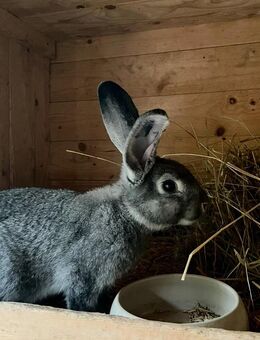 Grosschinchilla Kaninchen zu verkaufen - Mügeln