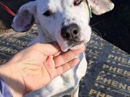 🐕Fröhlicher Gefährte Lenny💛 - Eislingen (Fils)