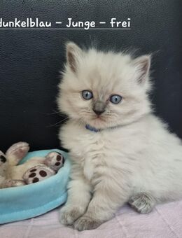 Ragdoll Kitten in blue point - Herford (Hansestadt)