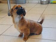 💞Snickers 💞5 Monate Tibet Spaniel Mix - Kassel