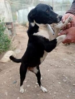 Tosca wünscht sich ein Zuhause - Kropp