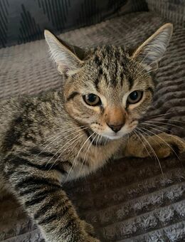 3 supersüße Kitten abzugeben – BKH-Mix, stubenrein & verspielt - Unna