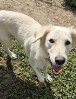 Polly von kettenlos - Bollingstedt