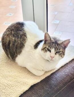 Menschenbezogene Katze Chloe - Karlsruhe