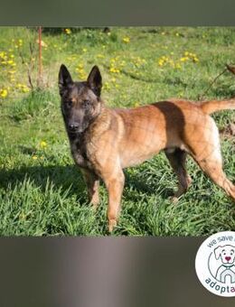Olli: Liebenswertes Herz auf vier Pfoten - Kirchzell