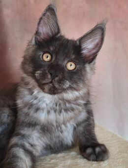 Maine Coon Kätzchen Reinrassige - München