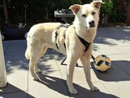 🐾✨Balanel sensibler Riese mit Herz✨🐾 - Eislingen (Fils)