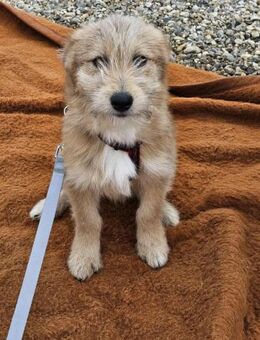 Süßer kleiner Schatz Popeye sucht dich! - Mannheim