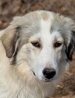 Shirin, geb. ca. 02/2024, GRIECHENLAND - Markdorf