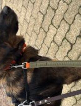 Miso sucht dich! - Celle