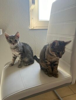Hauskatzen/Bengal/spynhx mix - Idar-Oberstein