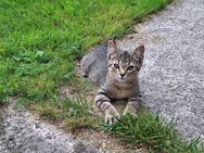 Babykatzen abzugeben - Wallenhorst