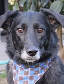 Otis (37cm) ein Hundeherz aus Gold - Grömitz