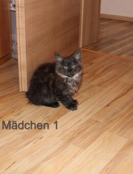 Maine Coon Mädchen - Salzgitter