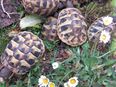 Griechische Landschildkröten TH NZ 2023 und 2024 in 93180
