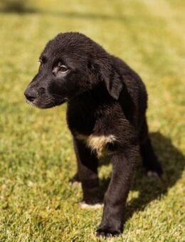 Welpe ♥Cosmo♥ charmanter Schäfi-Mix-Bub - Hamburg