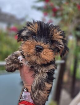 Yorkshire Terrier Welpen - Detmold