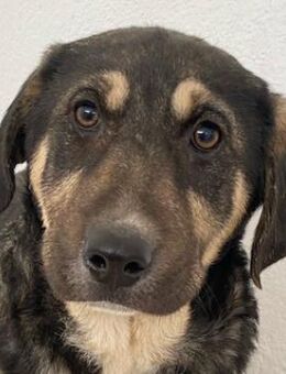 Lavera, geb. ca. 11/2023, GRIECHENLAND - Markdorf