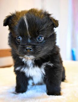 🐾 7 Mischlingswelpen suchen ab sofort ein liebevolles Zuhause! 🐾 - Stadthagen Zentrum