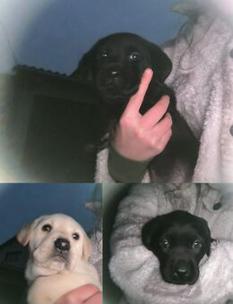 Zuckersüße Labradorwelpen - Tiefenort